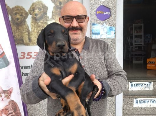 2 Aylık Çok Güzel Erkek Doberman görsel