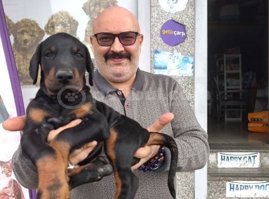 2 Aylık Çok Güzel Erkek Doberman görsel