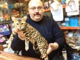 Bengal Kedisi Dişi 2 Aylık