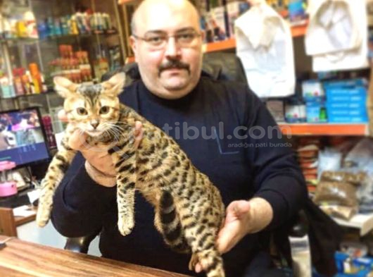 Bengal Kedisi Dişi 2 Aylık görsel