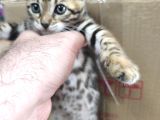 Bengal Kedisi Dişi 2 Aylık