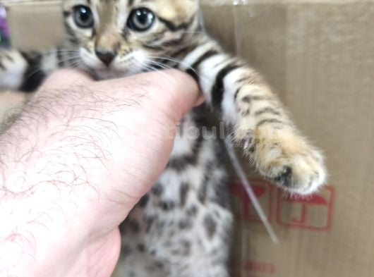 Bengal Kedisi Dişi 2 Aylık görsel
