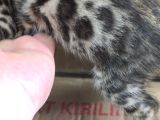 Bengal Kedisi Dişi 2 Aylık