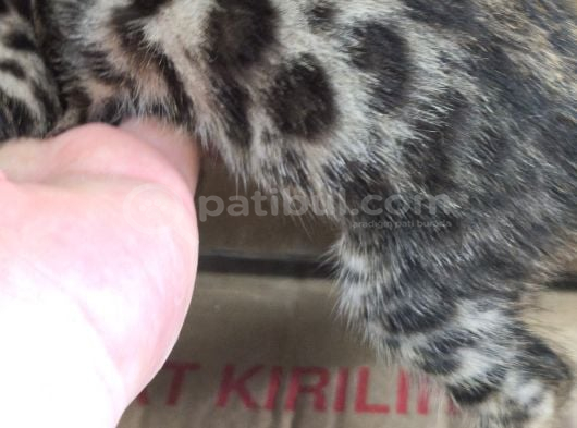 Bengal Kedisi Dişi 2 Aylık görsel