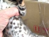 Bengal Kedisi Dişi 2 Aylık