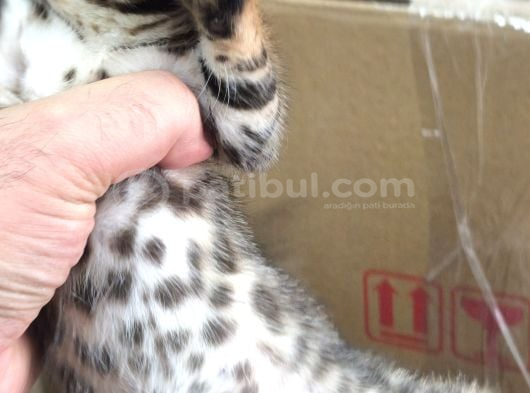 Bengal kedisi dişi 2 aylık