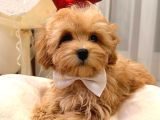 Malti̇poo Ci̇nsi̇ Yavrular Ev Üreti̇mi̇
