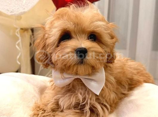 Malti̇poo Ci̇nsi̇ Yavrular Ev Üreti̇mi̇ görsel