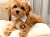 MALTİPOO CİNSİ YAVRULAR EV ÜRETİMİ