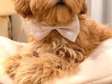 Malti̇poo Ci̇nsi̇ Yavrular Ev Üreti̇mi̇