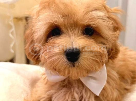 Malti̇poo Ci̇nsi̇ Yavrular Ev Üreti̇mi̇ görsel