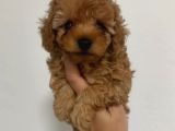 En İyi̇ Red Toy Poodle Sevi̇mli̇ Yavrular