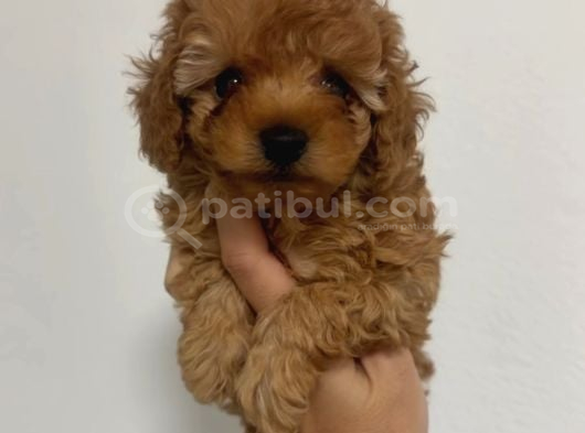 En İyi̇ Red Toy Poodle Sevi̇mli̇ Yavrular
