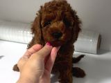 Sevi̇mli̇ Toy Poodle Yavrumuz