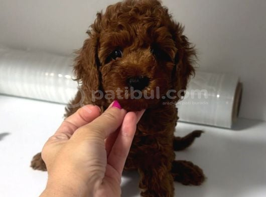 Sevi̇mli̇ Toy Poodle Yavrumuz görsel