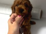 En İyi̇ Red Toy Poodle Sevi̇mli̇ Yavrular
