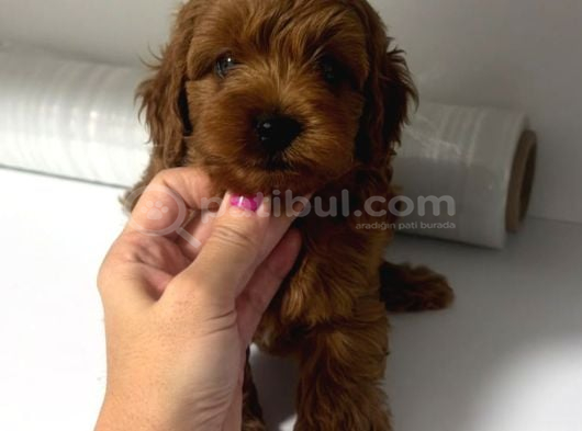 En İyi̇ Red Toy Poodle Sevi̇mli̇ Yavrular görsel