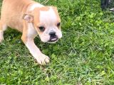 İngiliz Bulldog Bebek