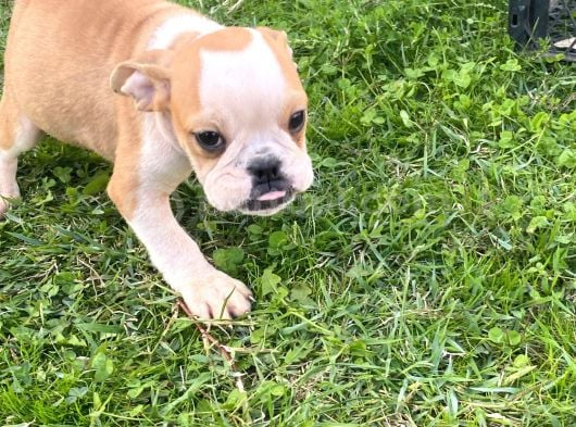İngiliz Bulldog Bebek görsel