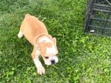 İngiliz Bulldog bebek