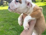 İngiliz Bulldog Bebek