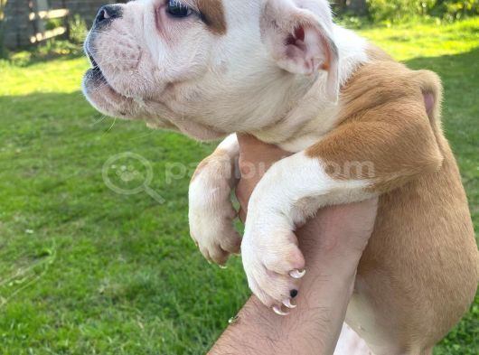 İngiliz Bulldog Bebek görsel