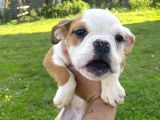 İngiliz Bulldog bebek