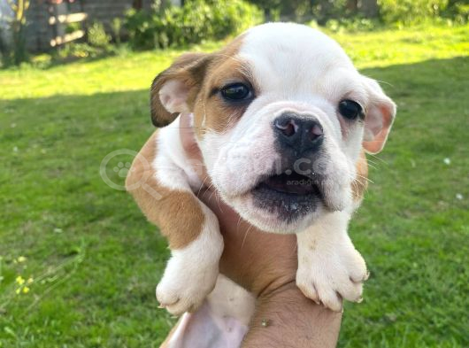 İngiliz Bulldog bebek