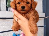 En küçüğü safkan toy poodle