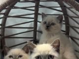 Brıtısh Blue Point Yavrularımız