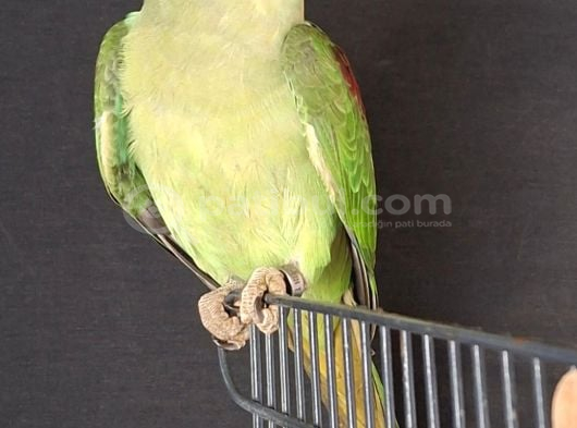 Erkek Alexander 2026 Bi̇lezi̇kli̇ Yavru Jumbo  Boy görsel