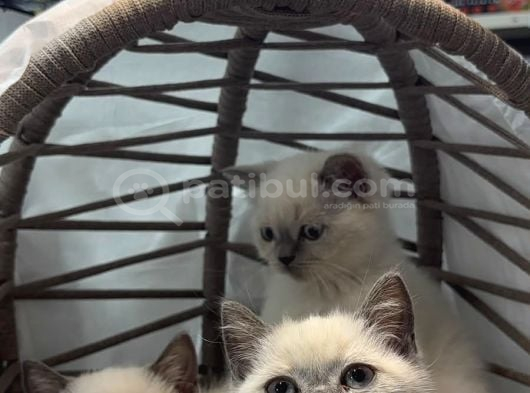 Brıtısh Blue Point Yavrularımız görsel