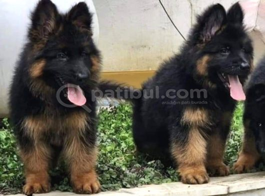Safkan Alman Kurdu Dişi Erkek Yavrularımız görsel