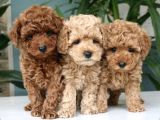 Dişi Ve Erkek Toy Ve Teacup Poodle Bebeklerimiz