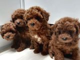 Dişi Ve Erkek Toy Ve Teacup Poodle Bebeklerimiz