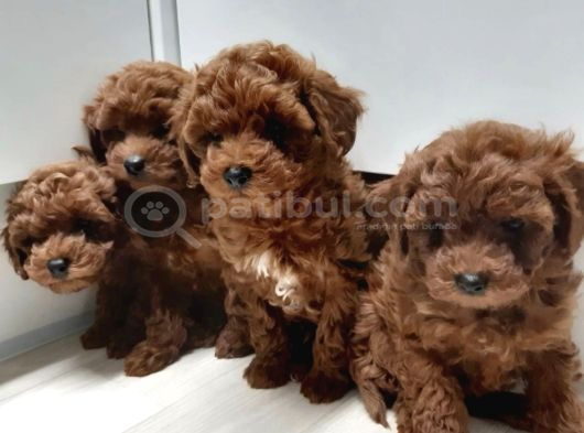 Dişi Ve Erkek Toy Ve Teacup Poodle Bebeklerimiz görsel
