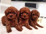 Dişi ve erkek toy ve teacup poodle bebeklerimiz