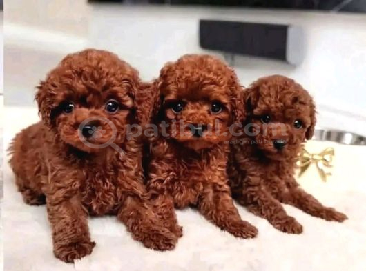 Dişi Ve Erkek Toy Ve Teacup Poodle Bebeklerimiz