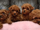 Dişi Ve Erkek Toy Ve Teacup Poodle Bebeklerimiz