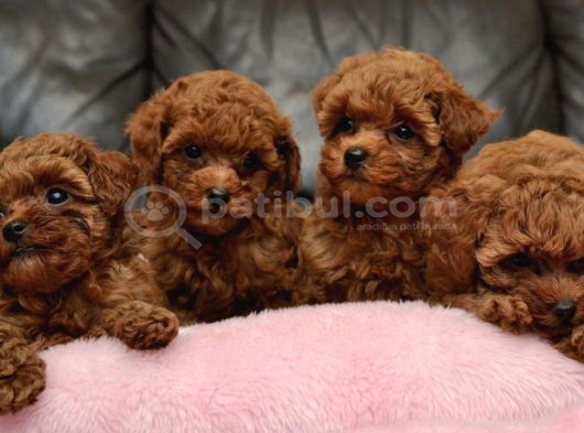 Dişi Ve Erkek Toy Ve Teacup Poodle Bebeklerimiz görsel