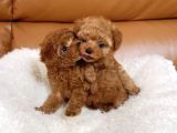 Dişi Ve Erkek Toy Ve Teacup Poodle Bebeklerimiz