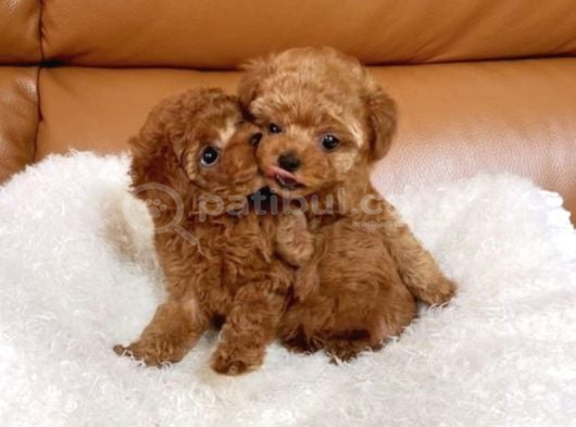 Dişi Ve Erkek Toy Ve Teacup Poodle Bebeklerimiz görsel