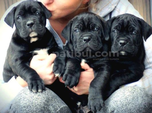 A kalite italyan dişi erkek black cane corso yavrularımız
