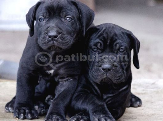 A Kalite Italyan Dişi Erkek Black Cane Corso Yavrularımız görsel