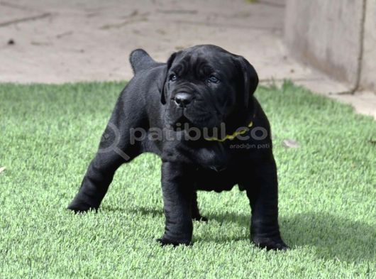 A Kalite Italyan Dişi Erkek Black Cane Corso Yavrularımız görsel