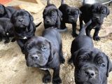 A Kalite Italyan Dişi Erkek Black Cane Corso Yavrularımız