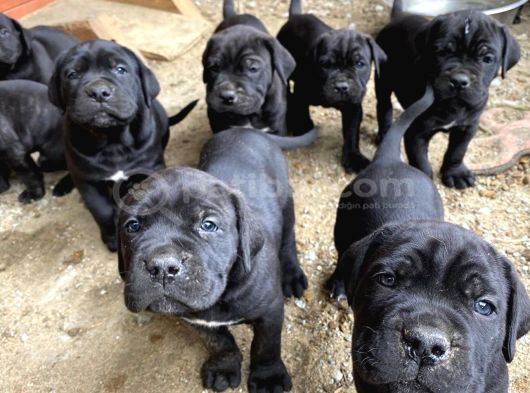 A Kalite Italyan Dişi Erkek Black Cane Corso Yavrularımız görsel
