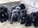 A Kalite Italyan Dişi Erkek Black Cane Corso Yavrularımız