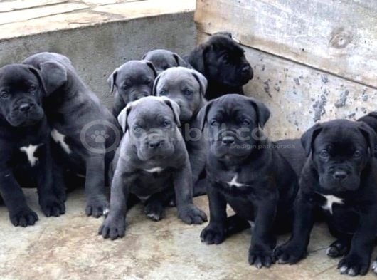 A Kalite Italyan Dişi Erkek Black Cane Corso Yavrularımız görsel