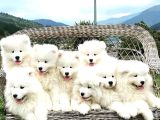 Safkan dişi ve erkek dünya güzeli samoyed yavrularımız
